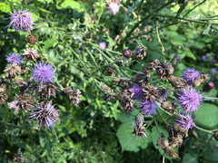 Cirsium arvense