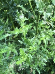 Cirsium arvense