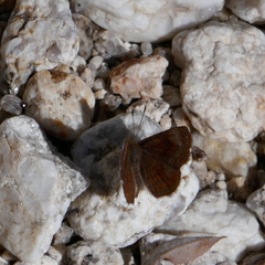 Calephelis arizonensis