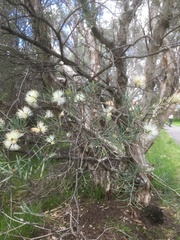 Melaleuca rhaphiophylla