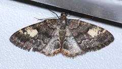 Sysstema semicirculata