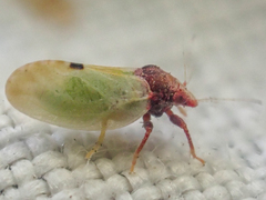 Nyctiphalerus vermiculosus