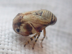Clastoptera lineatocollis