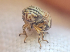 Clastoptera lineatocollis