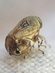 Clastoptera lineatocollis