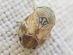 Clastoptera lineatocollis