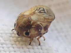 Clastoptera lineatocollis