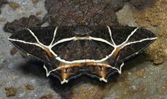 Mesastrape fulguraria