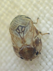 Clastoptera lineatocollis