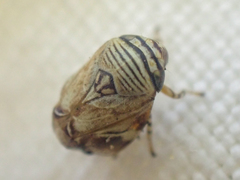 Clastoptera lineatocollis