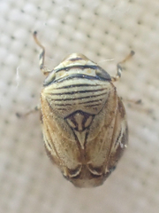 Clastoptera lineatocollis
