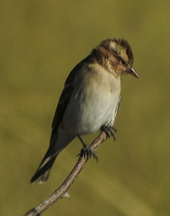 Gymnoris superciliaris