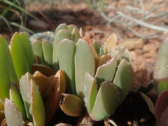 Acrodon purpureostylus