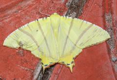 Ourapteryx sciticaudaria