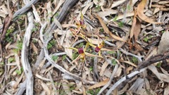 Caladenia leptochila