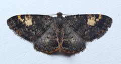 Sysstema semicirculata