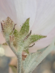 Malacothamnus gracilis