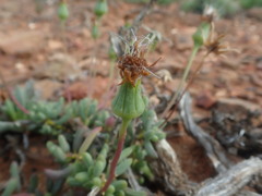Senecio abbreviatus