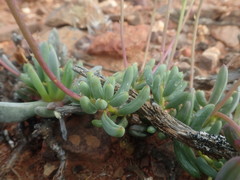 Senecio abbreviatus