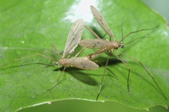 Amphineurus insulsus