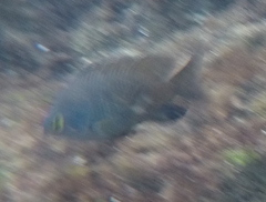 Plectroglyphidodon marginatus