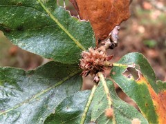 Andricus quercusfrondosus