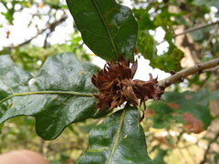 Andricus quercusfrondosus