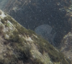 Plectroglyphidodon marginatus