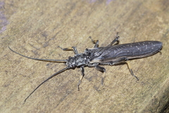 Austroperla cyrene