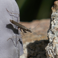 Litaneutria ocularis