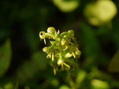 Habenaria marginata