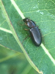 Calathus ingratus