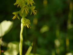 Habenaria marginata