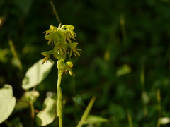 Habenaria marginata