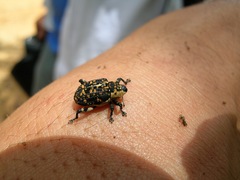 Peltophorus polymitus