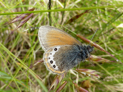Coenonympha gardetta