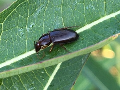 Calathus ingratus