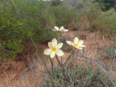 Moraea radians