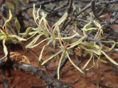 Pelargonium undulatum