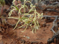 Pelargonium undulatum