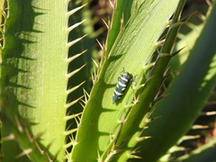 Balacha melanocephala