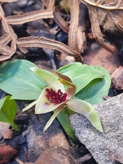 Chiloglottis grammata