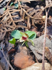 Chiloglottis grammata