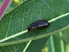 Calathus ingratus