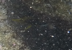 Chaetodon lunula