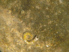 Vermetoidea