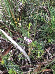 Tetratheca pilosa