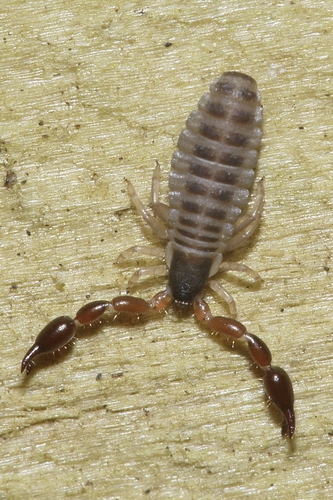 Heterochernes novaezealandiae