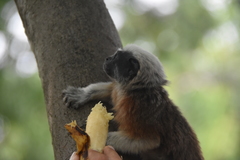 Saguinus oedipus
