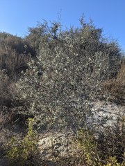Malacothamnus gracilis